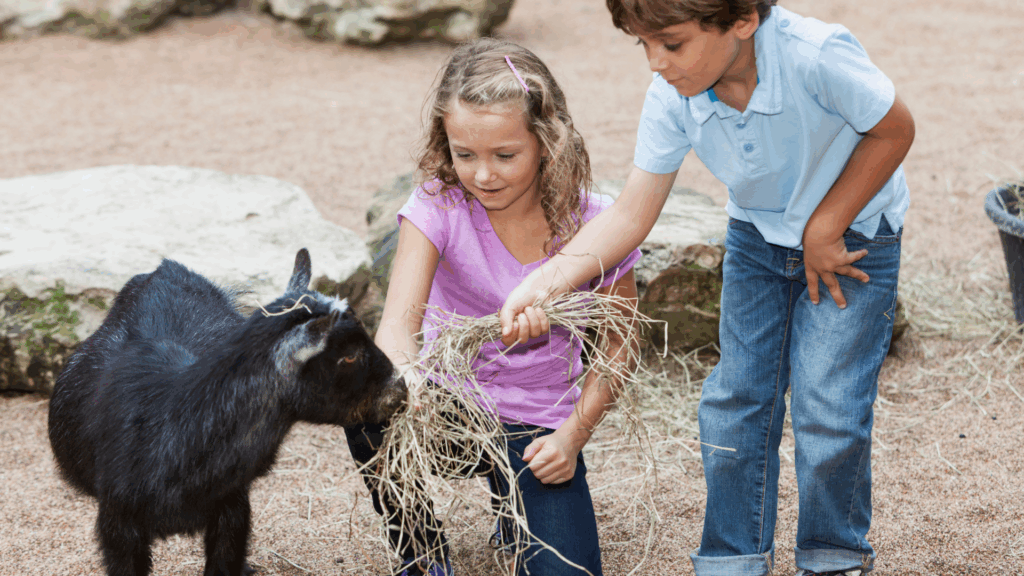 Campbell Christian Schools students exploring farm animals and gardens at Hidden Villa, learning about sustainable farming and nature.