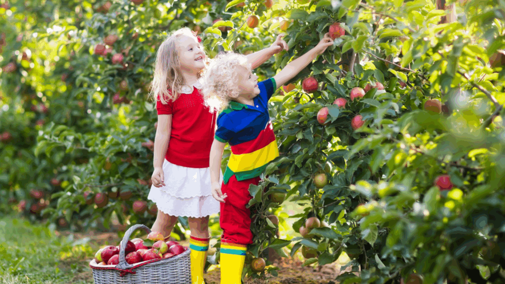 Campbell Christian Schools students observing apple trees and learning about plant life cycles and agriculture at an apple farm.